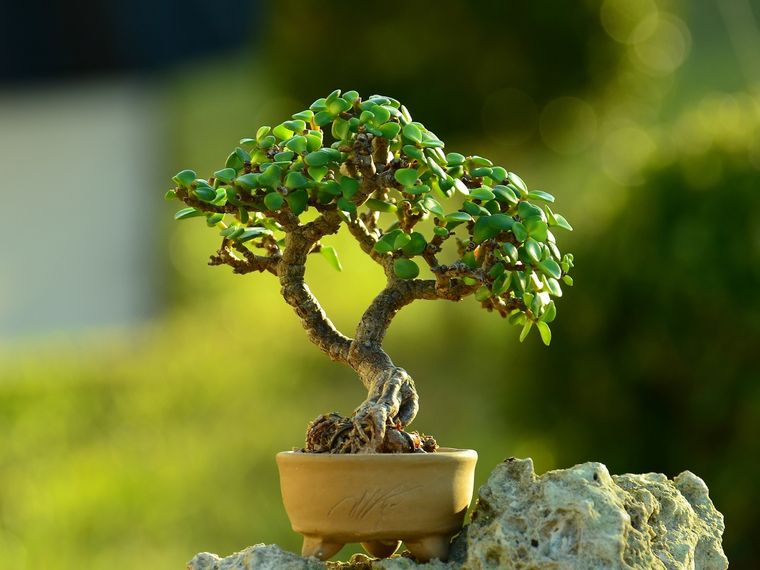 Esta planta es indispensable para tenerlo en el hogar Foto: Shutterstock