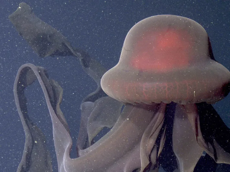 La medusa fantasma tiene 4 tentáculos grandes que le permiten moverse lentamente. La medusa fantasma tiene 4 tentáculos grandes que le permiten moverse lentamente.