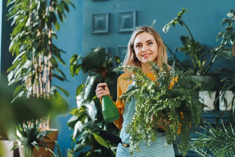 Las plantas también sirven para decorar un espacio interior. Foto: GETTY IMAGES