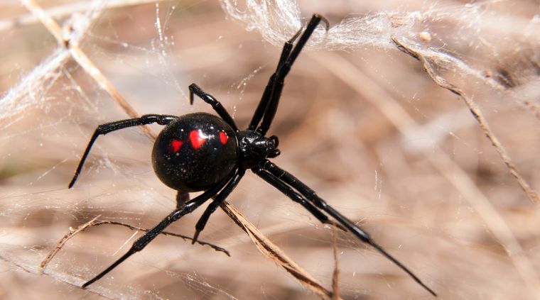 La peligrosa araña no es agresiva y ataca cuando se siente amenazada Foto: shutterstock.com