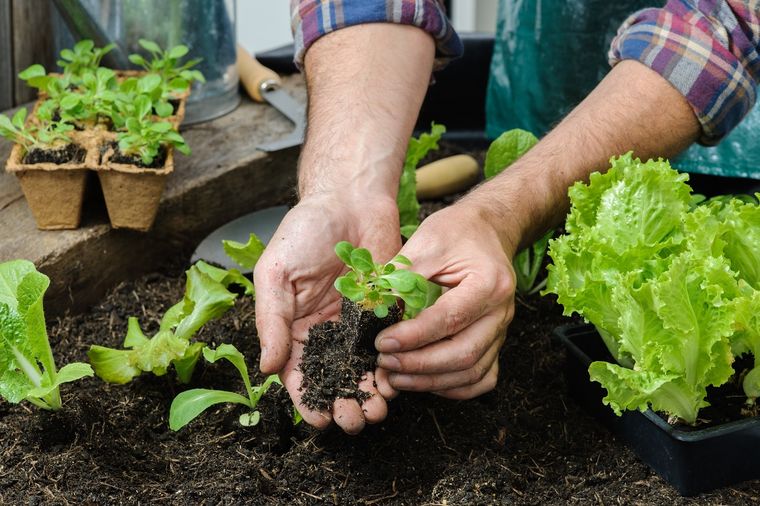 Las plantas de lechuga pueden verse afectadas por las plagas Foto: SHUTTERSTOCK