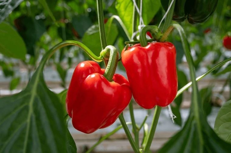 Este abono casero hará que el pimiento este sano y exuberante Foto: Shutterstock