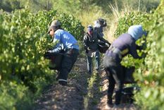 Se mantiene la confianza de los productores, aunque con una caída importante en las expectativas para los próximos 12 meses. Foto: Walter Moreno/Mdz
