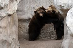 En un procedimiento inédito, la totalidad de osos pardos del ex-zoológico mendocinos fueron trasladados al espacio “The Wild Animal Sanctuary”, ubicado en Keenesburg, Colorado