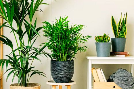 Plantas de interior purificadoras. Créditos: elblogdelatabla.com Plantas de interior purificadoras. Créditos: elblogdelatabla.com