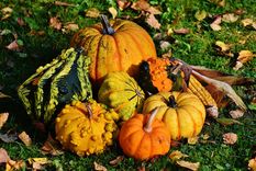 La calabaza tiene muchas variantes y fáciles de confundir. Foto: Pixabay - pixabay.com