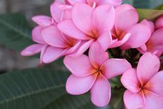 Plumeria rubra Foto: SHUTERSTOCK