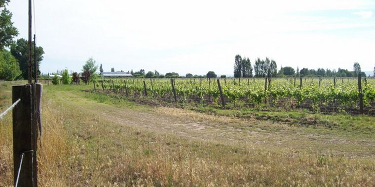 Viñedo del Valle de Uco.