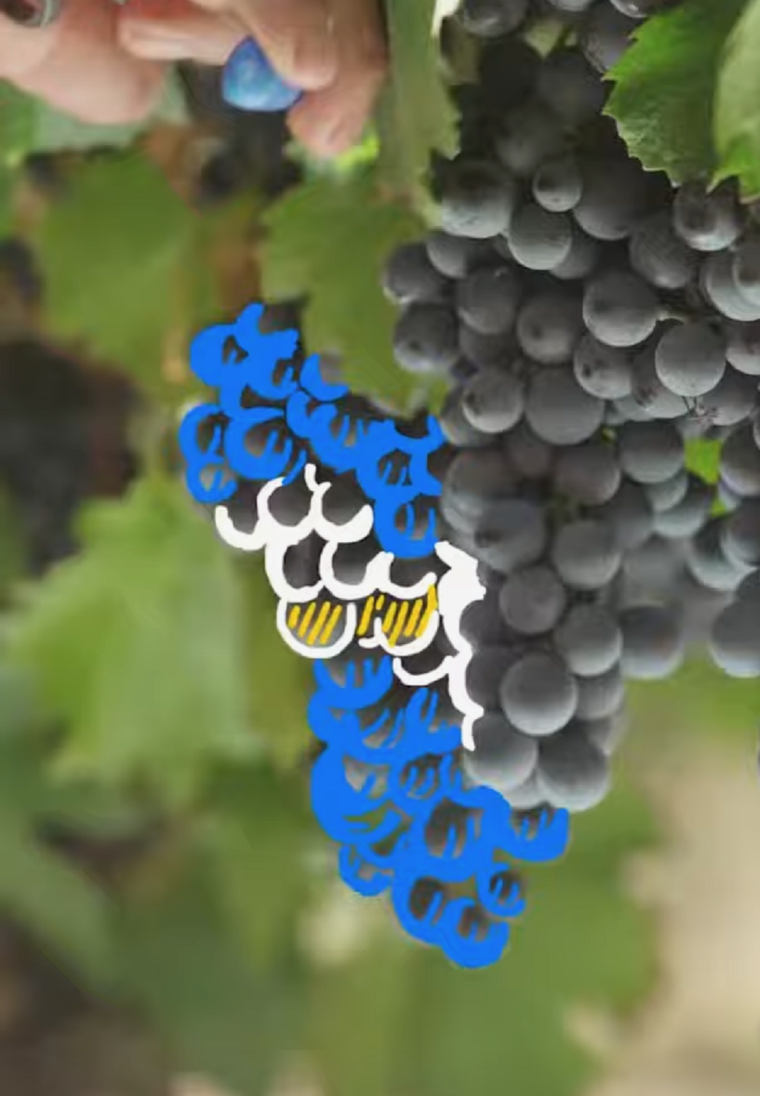 Una imagen del video para celebrar el día de la Bandera de la mano del vino argentino. Foto: Captura de pantalla