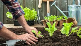 Acelga, espinaca, rúcula, lechuga de invierno, zanahoria, remolacha, cebolla, puerro, habas y arvejas son plantas ideales para sembrar durante mayo en Argentina. Acelga, espinaca, rúcula, lechuga de invierno, zanahoria, remolacha, cebolla, puerro, habas y arvejas son plantas ideales para sembrar durante mayo en Argentina.