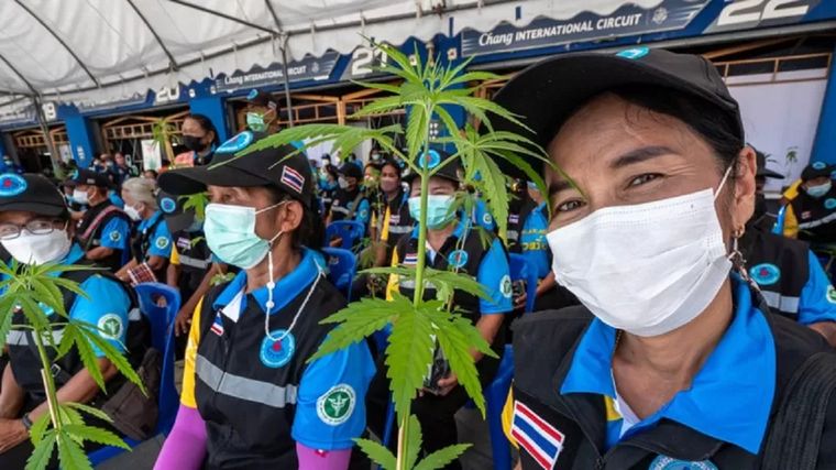 Las autoridades de Tailandia han regelado un mlllón de plantas de cannabis para incentivar su cultivo.
