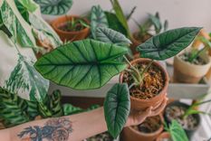 PLANTAS PARA EL JARDÍN Foto: PEXELS