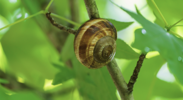 Los caracoles pueden crecer como plagas que dañen nuestras plantas y jardines Foto: Shutterstock