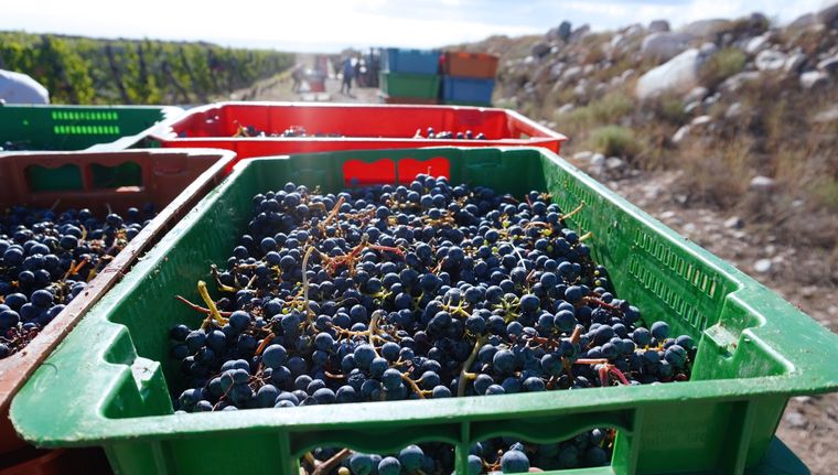 El Gobierno de Mendoza anunció que el Banco Nación estableció una flamente línea alternativa de financiamiento para cosecha y acarreo. Los detalles. El Gobierno de Mendoza anunció que el Banco Nación estableció una flamente línea alternativa de financiamiento para cosecha y acarreo. Los detalles.