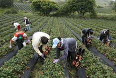 La producción agropecuaria es un vector de actividad económica, desarrollo de la ruralidad, generación de empleo, y exportaciones, que generan dólares. Foto: Foto: Gentileza Semana Rural