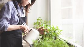 kon este abono casero las plantas del jardín estarán repletas de flores. kon este abono casero las plantas del jardín estarán repletas de flores.