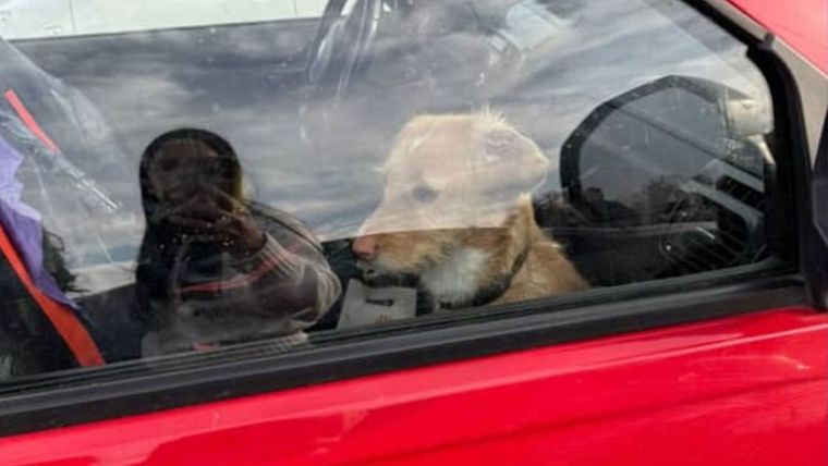 perro-encerrado-mendoza.jpg