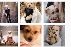 Este cachorrito se hizo viral gracias a un tierno video que compartió su dueña.