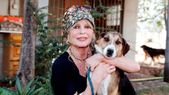 Bardot era una activista por los derechos de los animales y tenía un refugio canino llamado "Los Perros Buenos". Bardot era una activista por los derechos de los animales y tenía un refugio canino llamado "Los Perros Buenos".