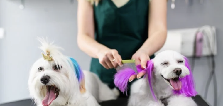 Cepillar a tu perro regularmente ayudará a que elimine suciedad y bacterias Foto: Archivo