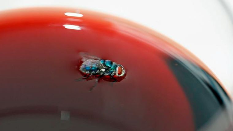 Los mosquitos no pueden resistir el aroma del vino tinto. Foto: Gentileza vinetur.com