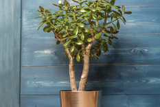 No dudes en tener esta plantas en casa. Foto: Shutterstock