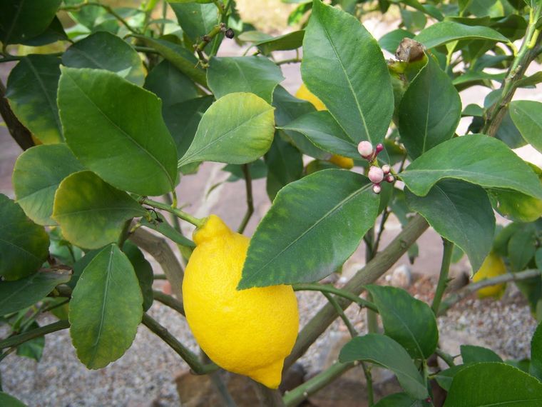 Los limoneros son árboles perennes, muy producticos y aromáticos. Esto los hace ideales para nuestro jardín. Foto: Botanic
