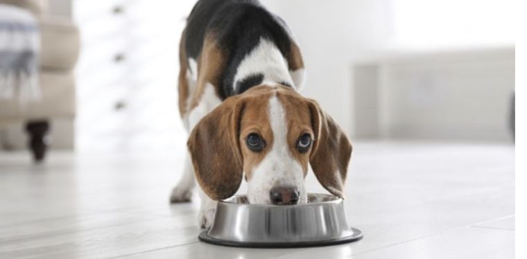 La leche de vaca puede tener algunos efectos secundarios en tu mascota Foto: Shutterstock