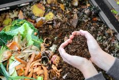 Estos abonos caseros serán muy importantes para el crecimiento de tus plantas Foto: Shutterstock
