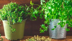 Plantas comestibles. Plantas comestibles.