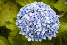 El azufre ayuda a que las hortensias tengan un color mucho más fuerte y luzcan más hermosas Foto: Freepik