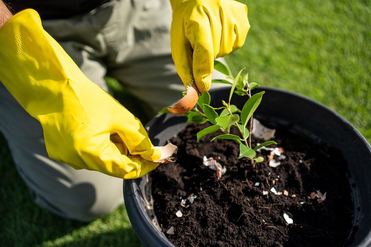 abono Hay que tener cuidado con los abonos caseros. Foto: Fuente: Shutterstock