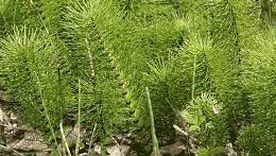 La planta cola de caballo fue de suma importancia para realizar este hallazgo. La planta cola de caballo fue de suma importancia para realizar este hallazgo.