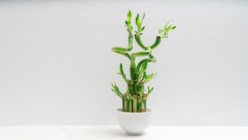 Una planta atractiva. Una planta atractiva.