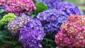 Las hortensias cambian de color. Las hortensias cambian de color.