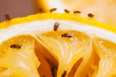 ¿Tus frutas se llenan de mosquitas? Esto es lo que tenés que hacer Foto: iStock