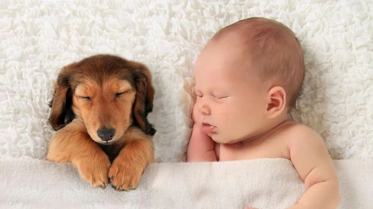 Esto es lo que descubrieron sobre tu mascota Foto: Archivo