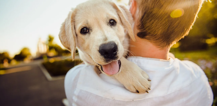 Foto: Pixabay - pixabay.com