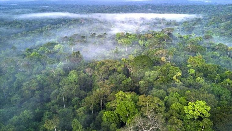 La selva amazónica es el hogar de una de cada 10 especies conocidas en la Tierra. Foto: GETTY IMAGES