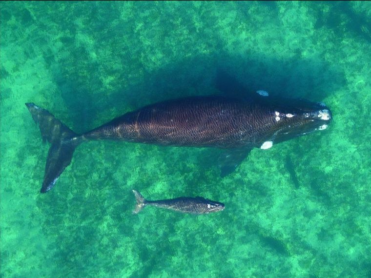 A partir del 10 de junio, se da inicio oficial a la temporada de ballenas en Puerto Madryn. A partir del 10 de junio, se da inicio oficial a la temporada de ballenas en Puerto Madryn.