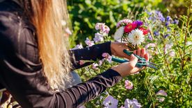 JARDÍN Con abonos caseros, las flores podrán brillar con más esplendor Foto: Shutterstock