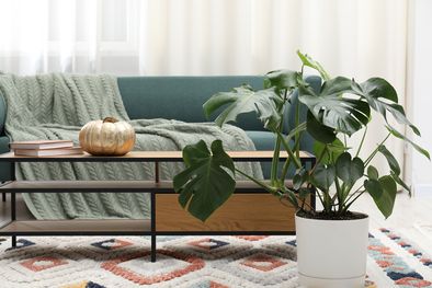 MDZol | monstera
