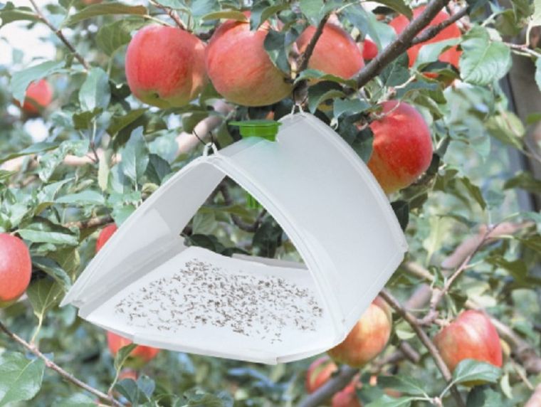 Foto: Portal Frutícola