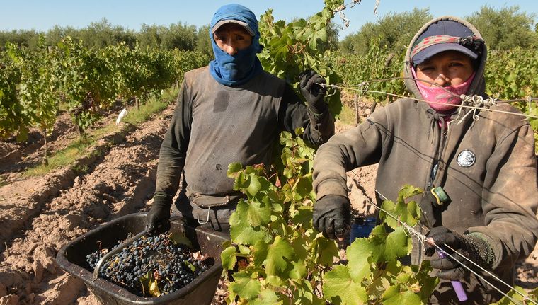 Todas las regiones del país tendrían un crecimiento esperado en la cosecha 2025.  Foto: Walter Moreno/Mdz