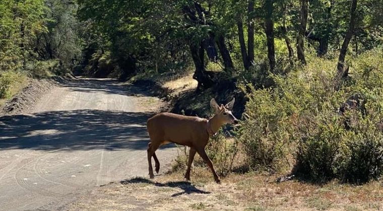 El huemul hallado en el Parque Nacional Lanín Foto: Parques Nacionales
