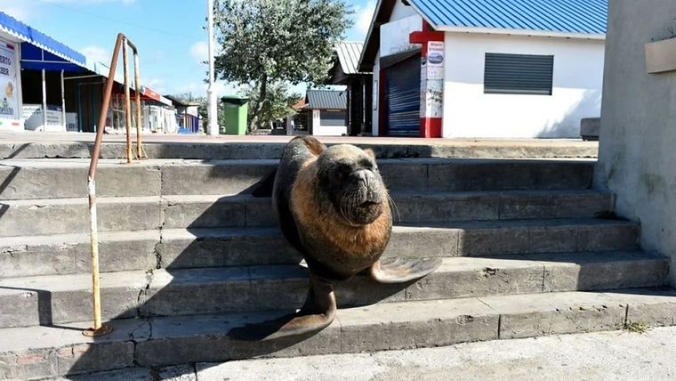 Los lobos marino siguen haciendo travesuras en el Puerto de Mar del Plata