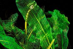 La planta cordón es una especie acuática, se caracteriza por la belleza de sus delicadas hojas y es oriunda de Madagascar. Foto: Gentileza  Alamy/BIOSPHOTO