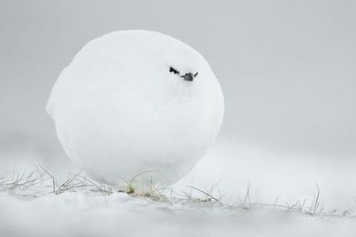 MDZol | Bola de nieve, por Jacques Poulard. Foto: JACQUES POULARD