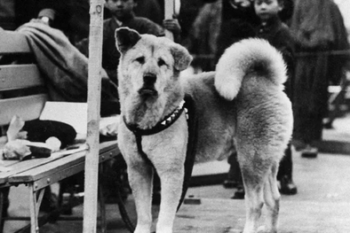 MDZol | Hachiko se hizo conocido a nivel nacional en Japón después de un artículo periodístico en 1932. Foto: GETTY IMAGES