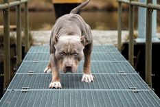 En Santa Fe, una beba de un año lucha por su vida luego del ataque de un pitbull. Foto: Shutterstock